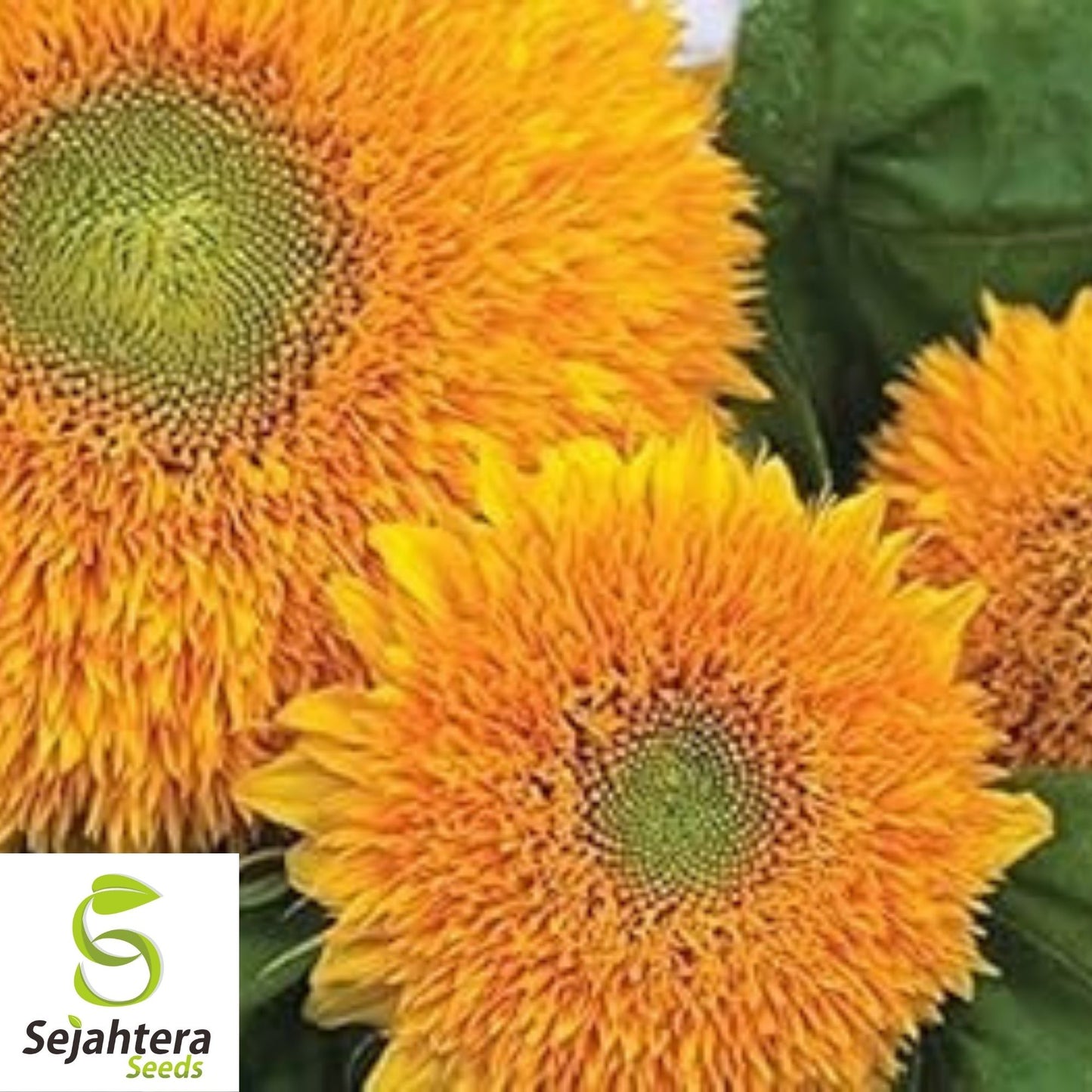 Sunflower Seeds Teddy Bear 50+ | Dwarf Sungold Annual Flower NON-GMO USA