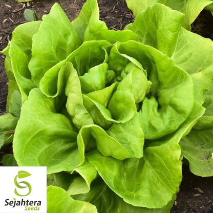 1000 Buttercrunch Lettuce Seeds - Non-GMO, Crisp & Sweet Butterhead Variety