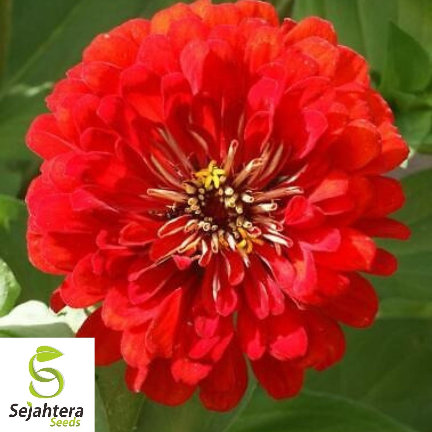Cherry Queen Zinnia Seeds 150+ | Red Elegans Flower for Gardens USA