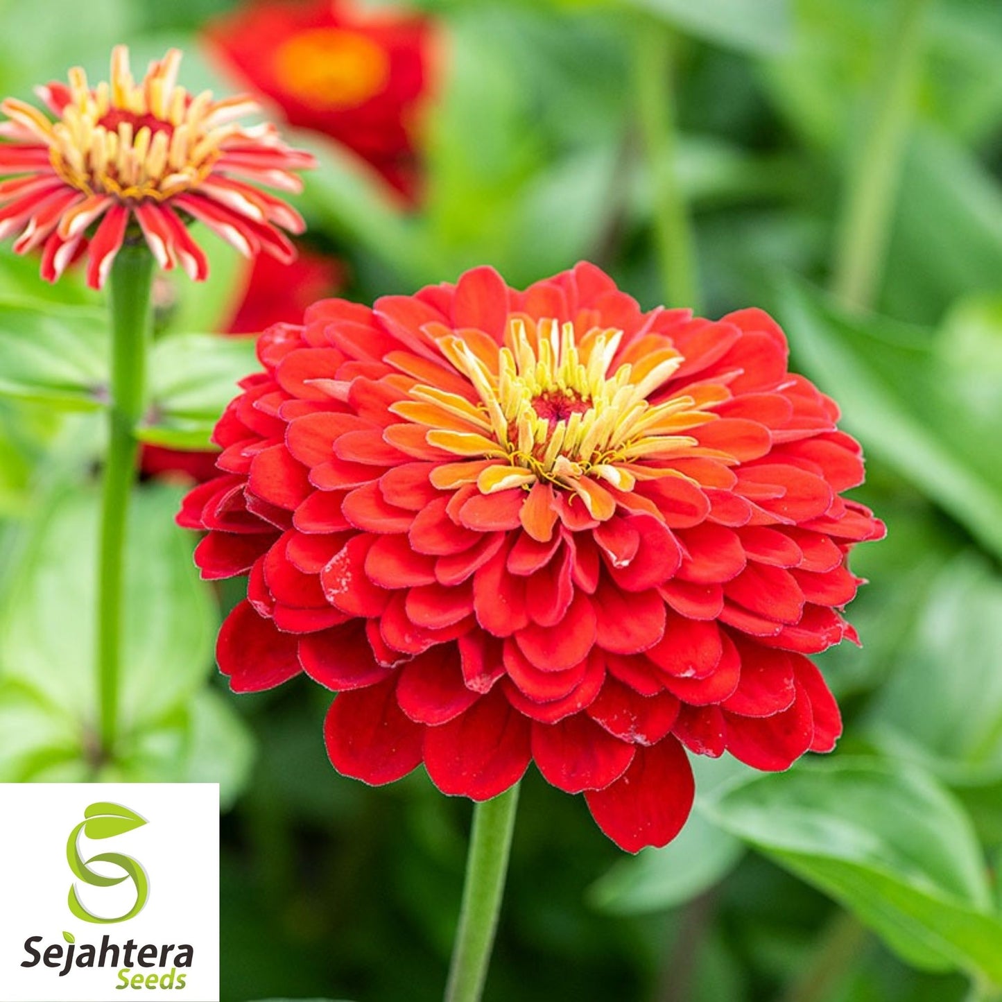 100+ Scarlet Flame Red Zinnia Seeds - Vibrant Flower Elegans