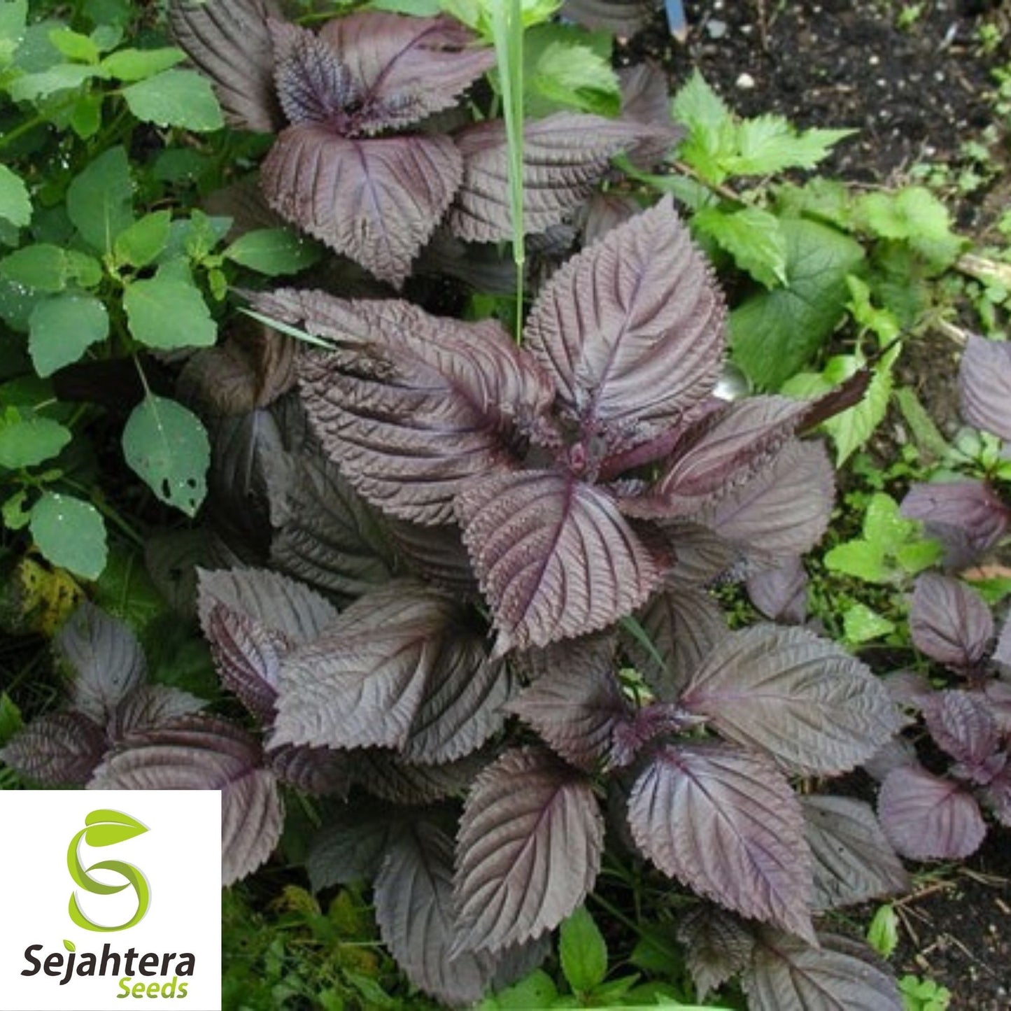 Purple Shiso Seeds 100+ | Perilla Herb for Asian Cuisine Annual USA