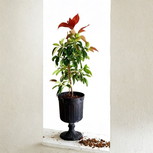 Monroe Avocado Tree – Persea americana  Grafted Live Avocado Tree | 2–4 Feet Tall Cold Hardy Variety • Real Photos • Ships to All States
