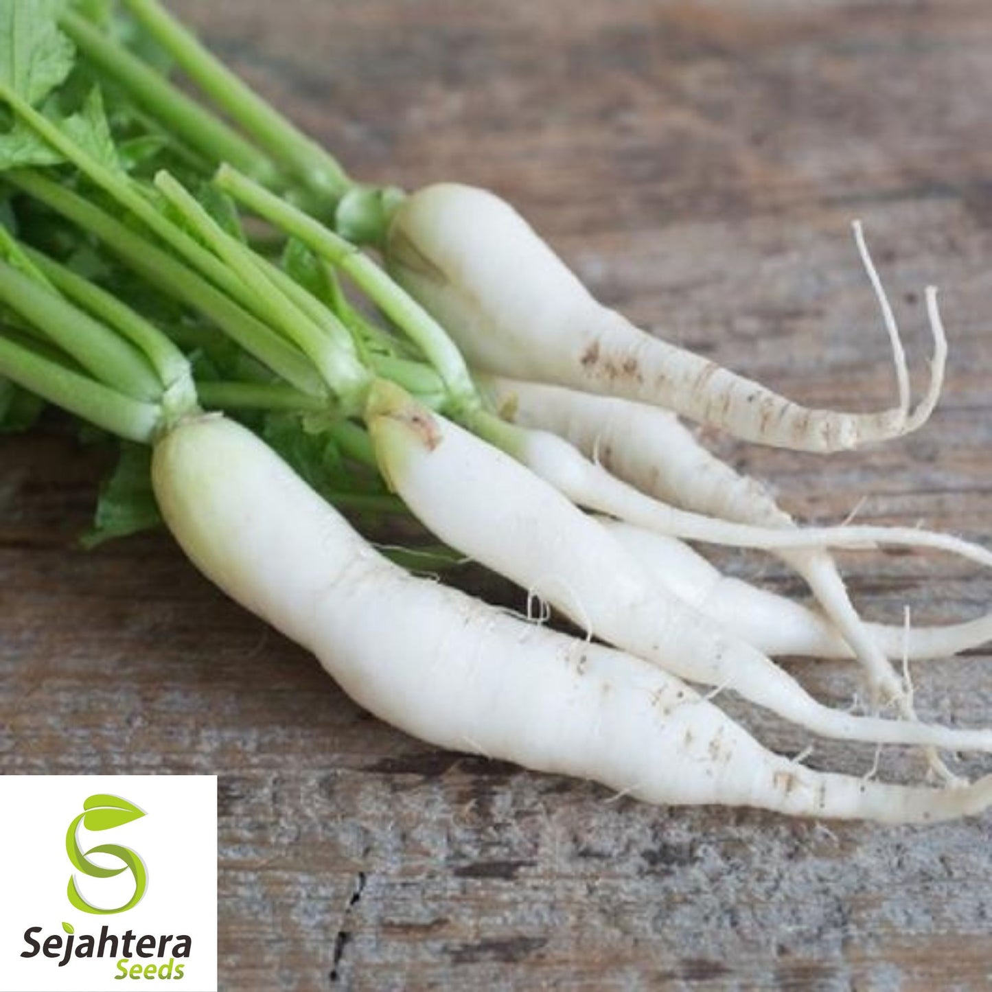 100+ Daikon Radish Seeds - Heirloom, Non-GMO & Nutritious Root Vegetable