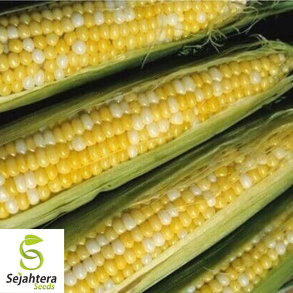 Peaches and Cream Sweet Corn Seeds - 120+ Heirloom, Organic, Non-GMO & Fresh