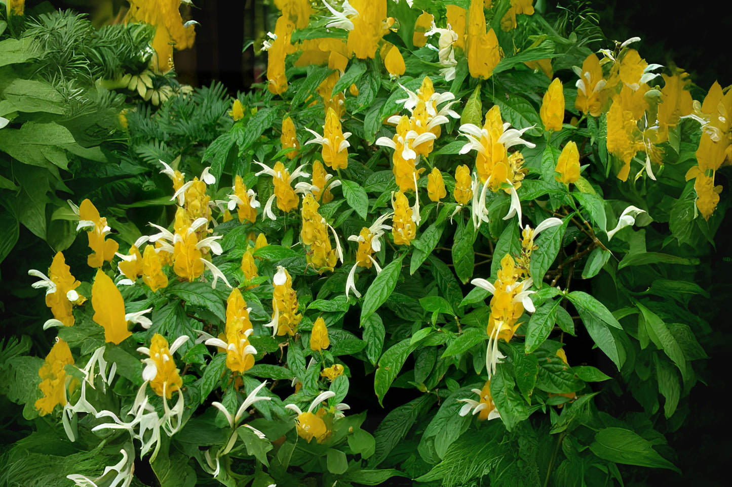 Golden Yellow Shrimp Plant 4in Pot - Pachystachys lutea - Live Tropical Houseplant with Bright Blooms - Easy Care & Pollinator-Friendly
