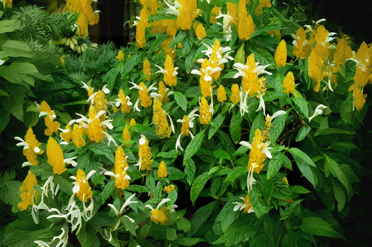 Golden Yellow Shrimp Plant 4in Pot - Pachystachys lutea - Live Tropical Houseplant with Bright Blooms - Easy Care & Pollinator-Friendly