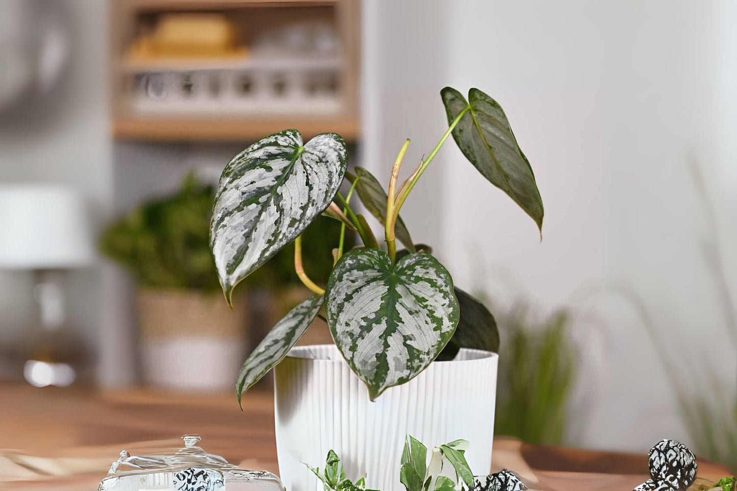 Philodendron Plant 6" Pot Silver Leaf Philodendron brandtianum Indoor Houseplant Easy Care Plant for Beginners