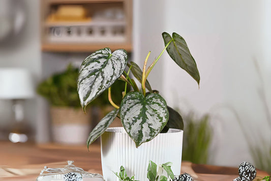 Philodendron Plant 6" Pot Silver Leaf Philodendron brandtianum Indoor Houseplant Easy Care Plant for Beginners