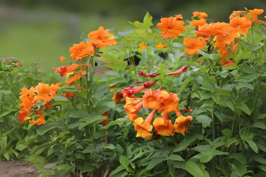 Orange Trumpet Bush Seeds 20 - Tecoma stans v. Flaming Bells - Bright Orange-Red Flowers - Free Shipping Over $35