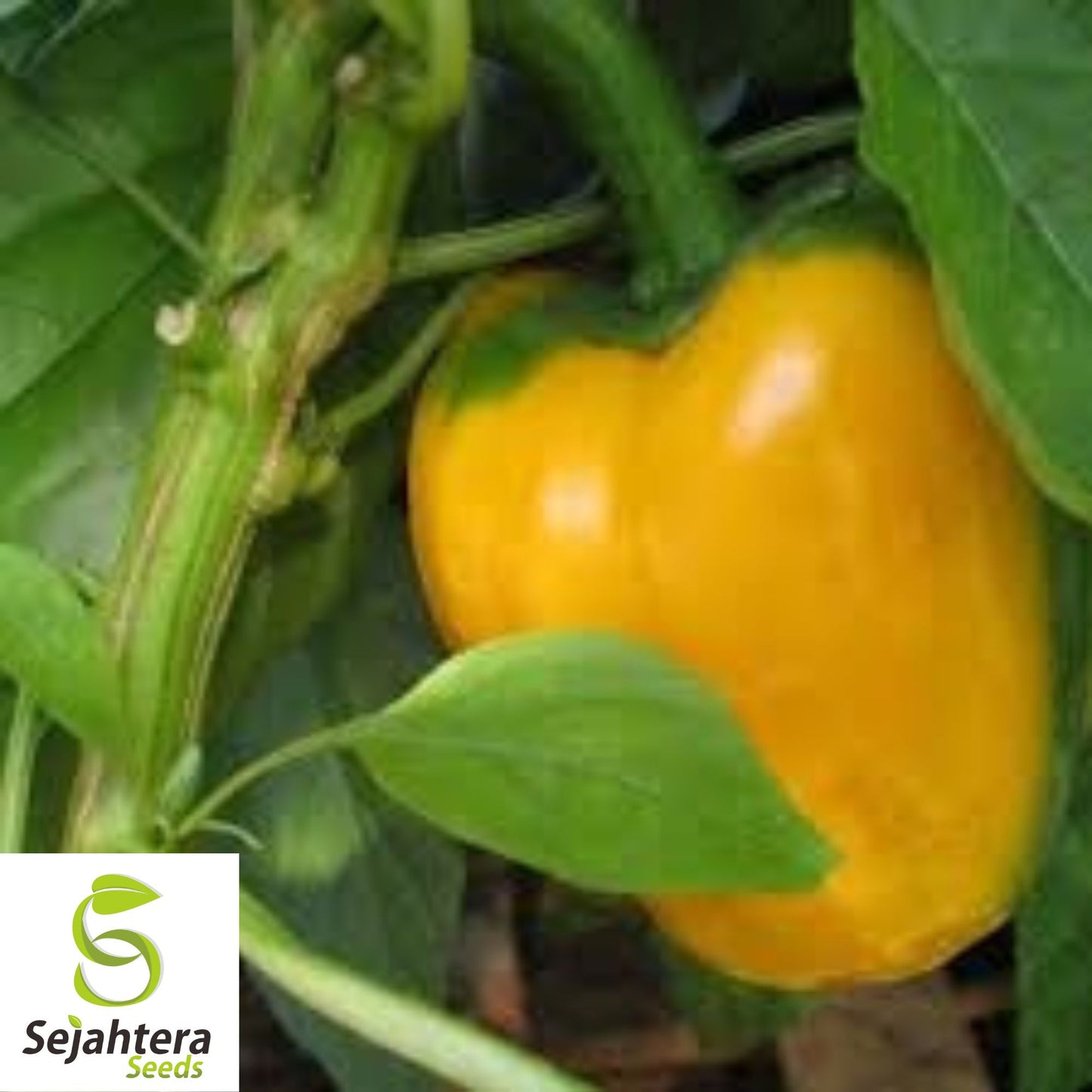 50+ Canary Yellow Bell Pepper Seeds - Sweet Capsicum Anuum, Non-GMO Vegetable