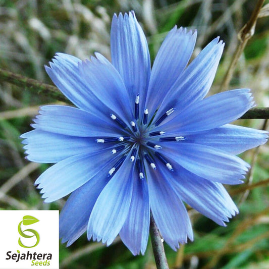 1000+ Chicory Seeds | Blue Dandelion | Perennial Medicinal Herb & Coffee Substitute