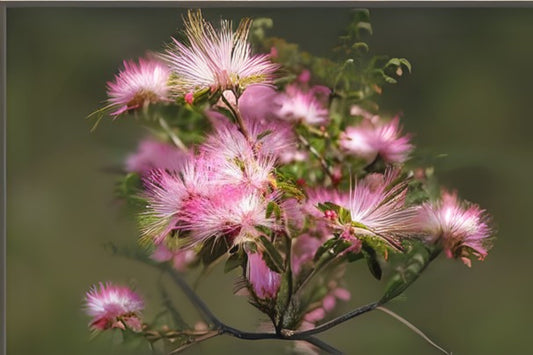 Pink Fairy Duster Seeds - 10 Count Calliandra eriophylla - Bright Red Powder Puff Flowers - Free Shipping on $35+ Orders