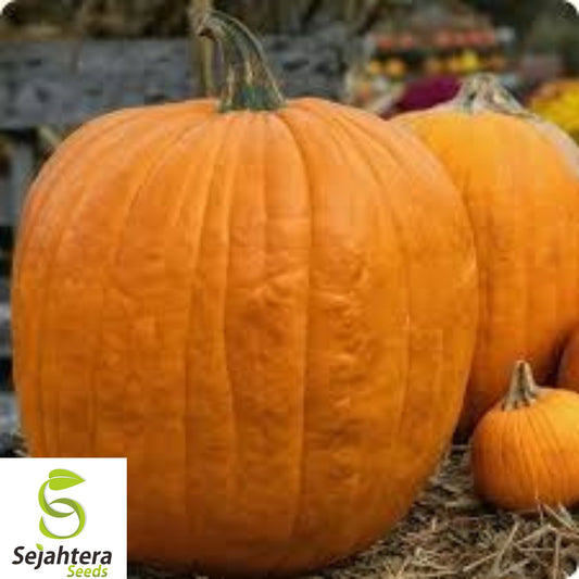 10+ Large Jack O’ Lantern Pumpkin Seeds - Heirloom, 25-40 lbs, Carving & Baking