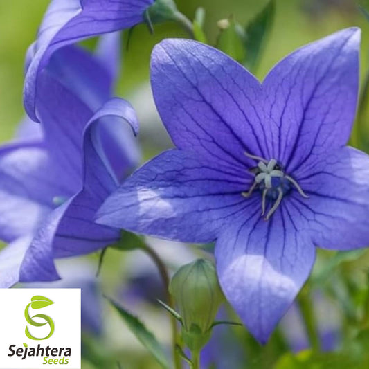 Balloon Flower Toraji Seeds {Platycodon grandiflorus} 50+ Seeds