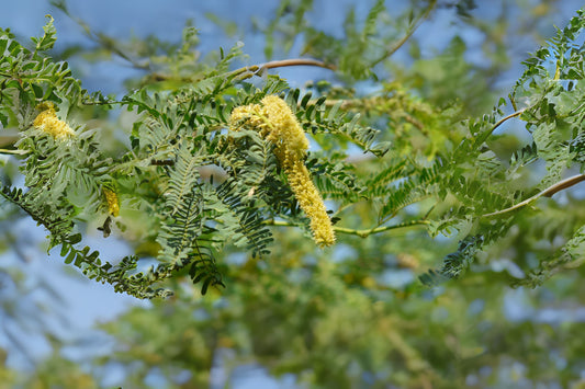 Algarrobo Mesquite (Prosopis juliflora)