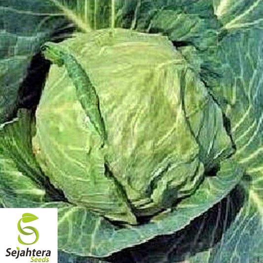 200+ Danish Ballhead Cabbage Seeds - Heirloom, Non-GMO, Large & Cold-Hardy Variety