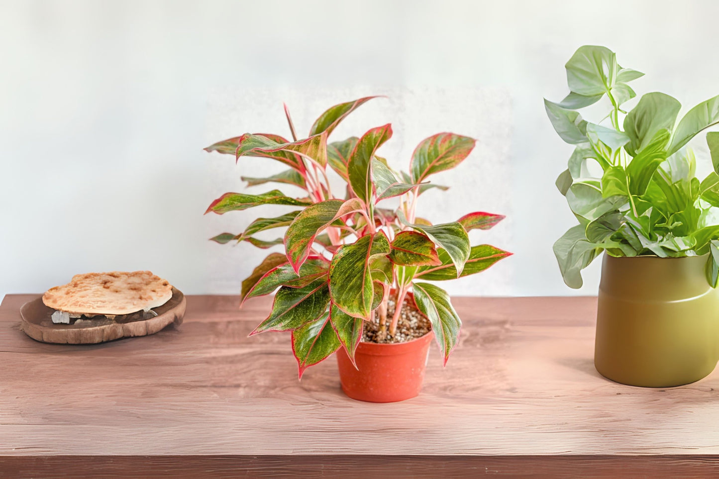 Aglaonema Red Siam Plant 6" Pot, Siam Aurora, Colorful Chinese Evergreen, Aglaonema Firecracker, Low Light Houseplant