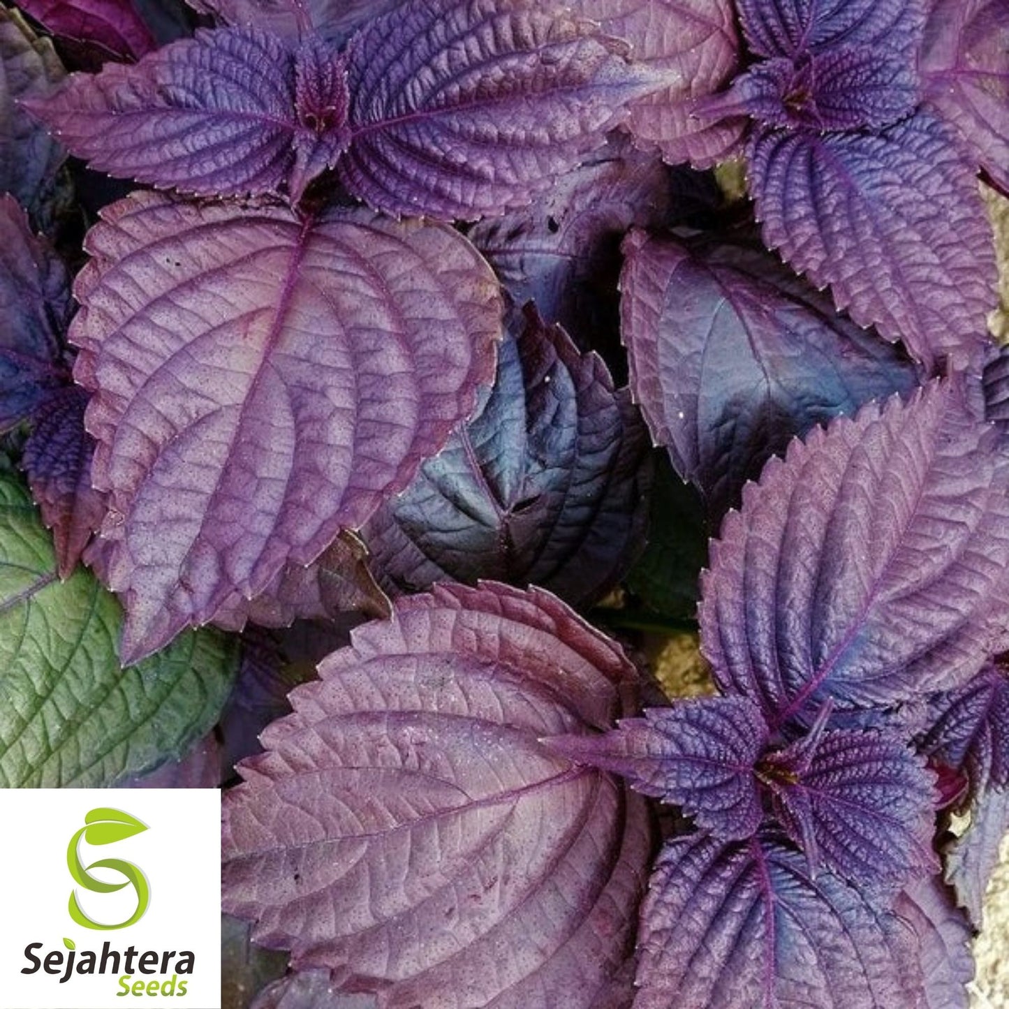 Purple Shiso Seeds 100+ | Perilla Herb for Asian Cuisine Annual USA