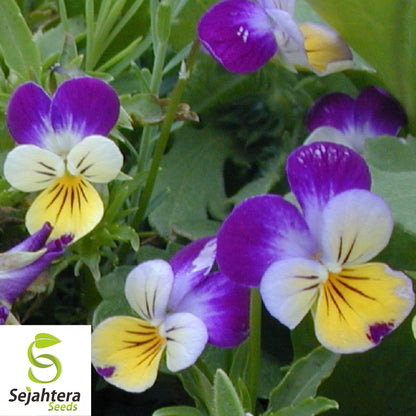 Johnny Jump Up Viola Seeds 300+ | Violet Cornuta Tricolor Flower Garden USA
