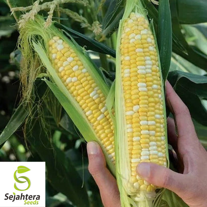 Peaches and Cream Sweet Corn Seeds - 120+ Heirloom, Organic, Non-GMO & Fresh