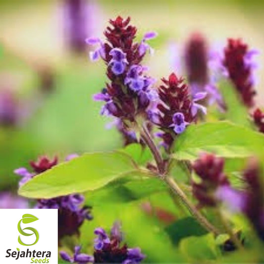 200+ Heal-All Seeds - Prunella Vulgaris, Medicinal Herb, Self-Heal, Perennial