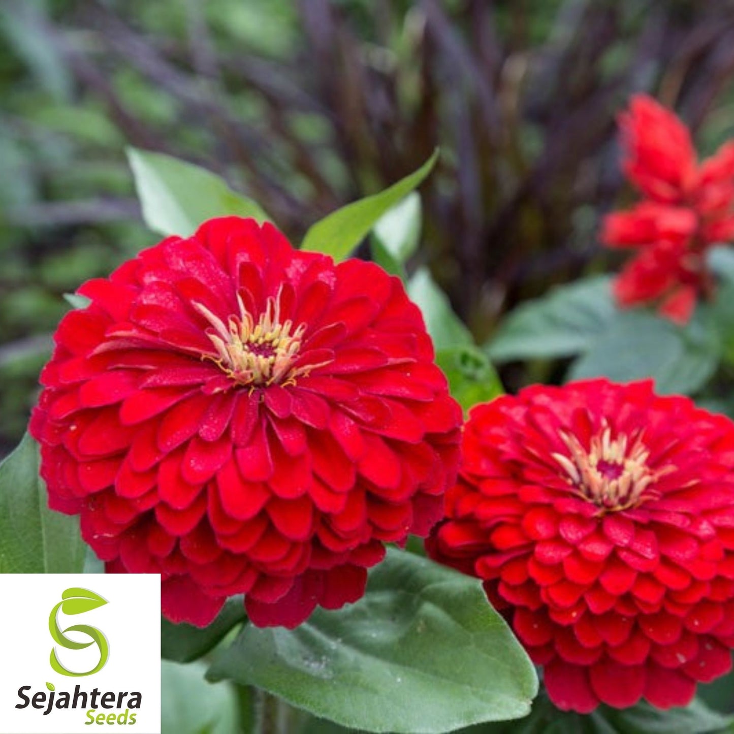 Cherry Queen Zinnia Seeds 150+ | Red Elegans Flower for Gardens USA