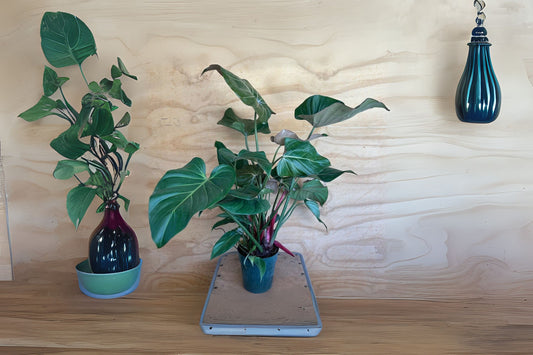 Philodendron Summer Glory 6" Pot - Colorful Hybrid with Smooth Foliage, Philodendron McColley's Finale x Gloriosum