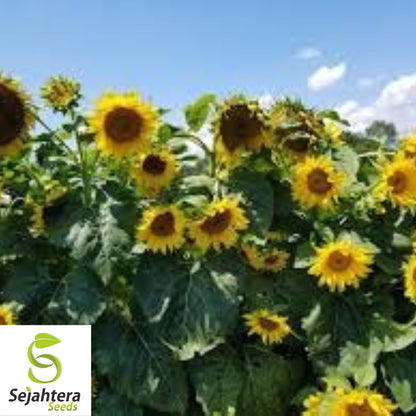 Black Oil Sunflower Seeds - 100+ Heirloom - Non-GMO - High Yield & Fresh