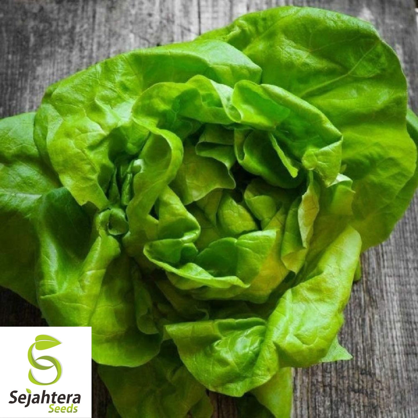 1000 Buttercrunch Lettuce Seeds - Non-GMO, Crisp & Sweet Butterhead Variety