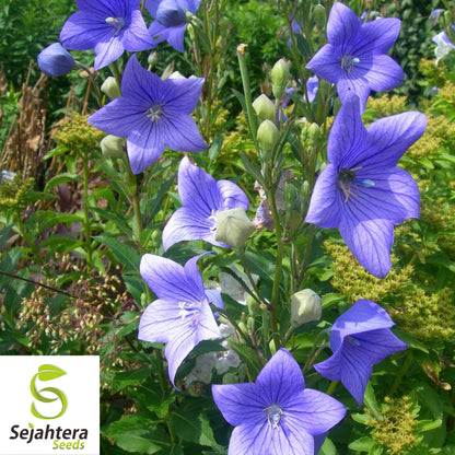 Balloon Flower Toraji Seeds {Platycodon grandiflorus} 50+ Seeds