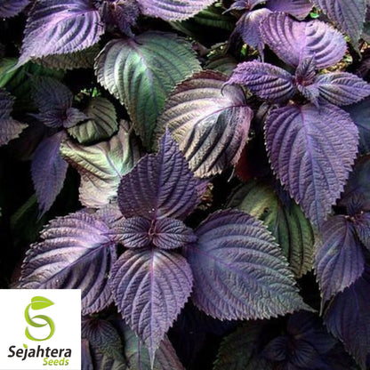Purple Shiso Seeds 100+ | Perilla Herb for Asian Cuisine Annual USA