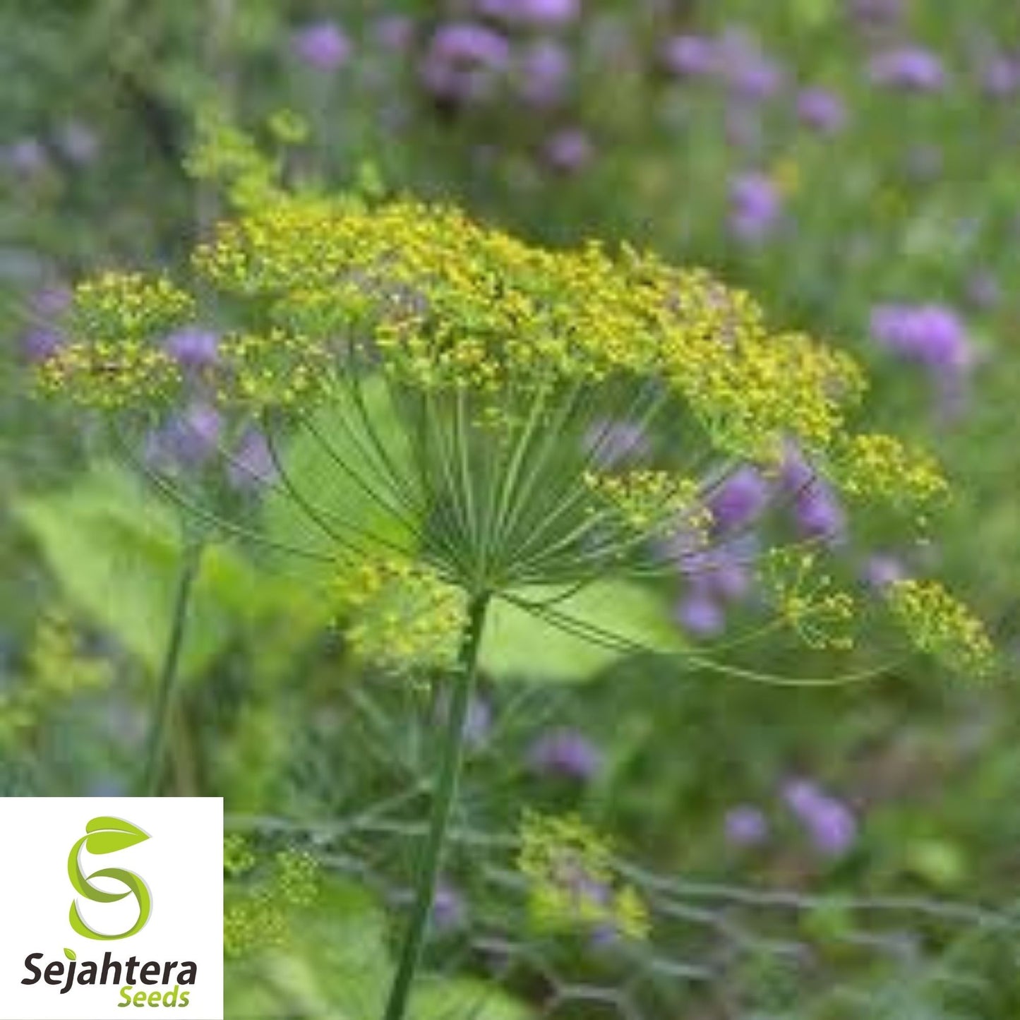 500+ Dill Mammoth Long Island Seeds - Anethum Graveolens, Herb & Spice