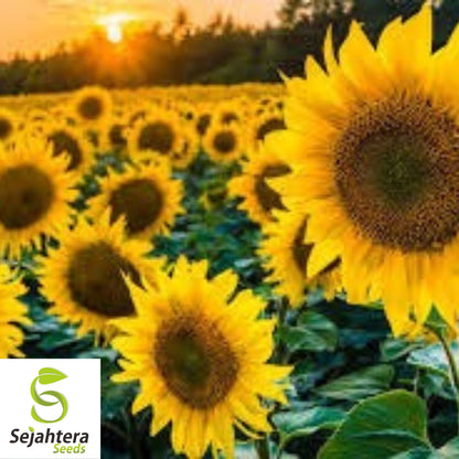 Black Oil Sunflower Seeds - 100+ Heirloom - Non-GMO - High Yield & Fresh