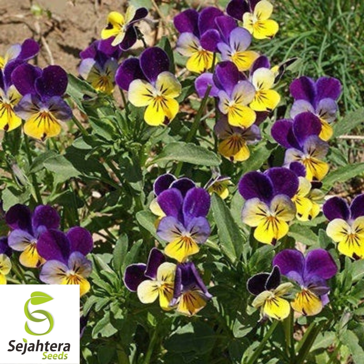 Johnny Jump Up Viola Seeds 300+ | Violet Cornuta Tricolor Flower Garden USA