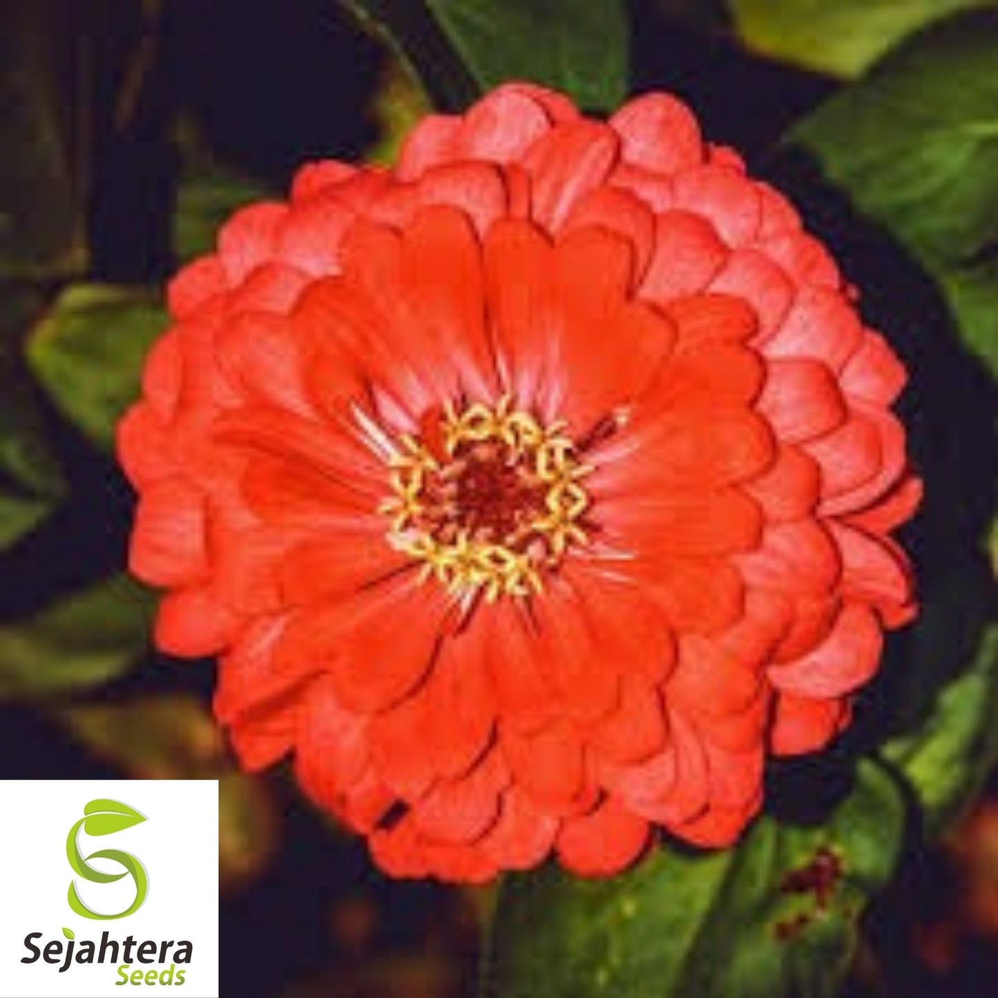 Cherry Queen Zinnia Seeds 150+ | Red Elegans Flower for Gardens USA