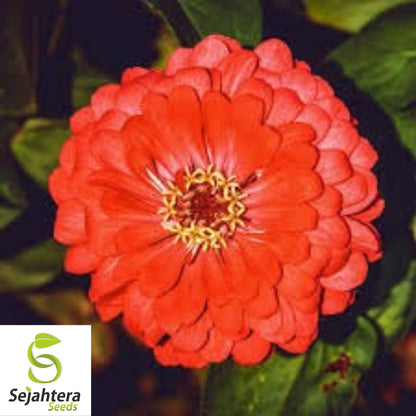 Cherry Queen Zinnia Seeds 150+ | Red Elegans Flower for Gardens USA