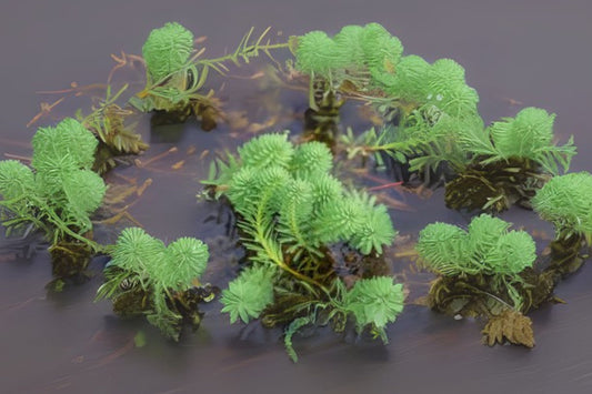 Parrot's Feather Aquatic Plant Bunch (3 Pack) - Myriophyllum aquaticum - Oxygenating Pond Plant for Clean Water & Clarity
