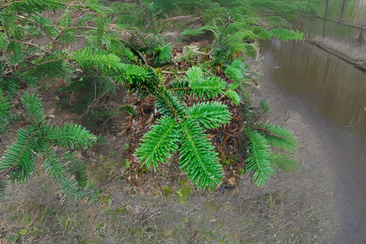 Forrest Fir Forrests Fir (Abies forrestii)