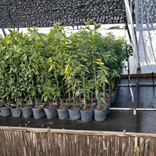 Cold Hardy Avocado Tree – Persea americana  Live Potted Avocado Tree | 5–6 Feet Tall Indoor/Outdoor Growing • Fast Growing Variety