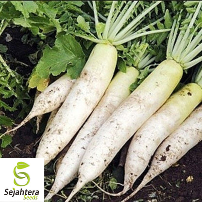 100+ Daikon Radish Seeds - Heirloom, Non-GMO & Nutritious Root Vegetable