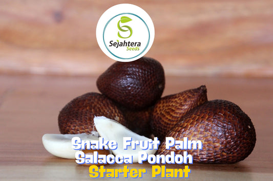 10" Snake Fruit Palm (Salacca Pondoh) Seedling – Rare Edible Tropical Plant