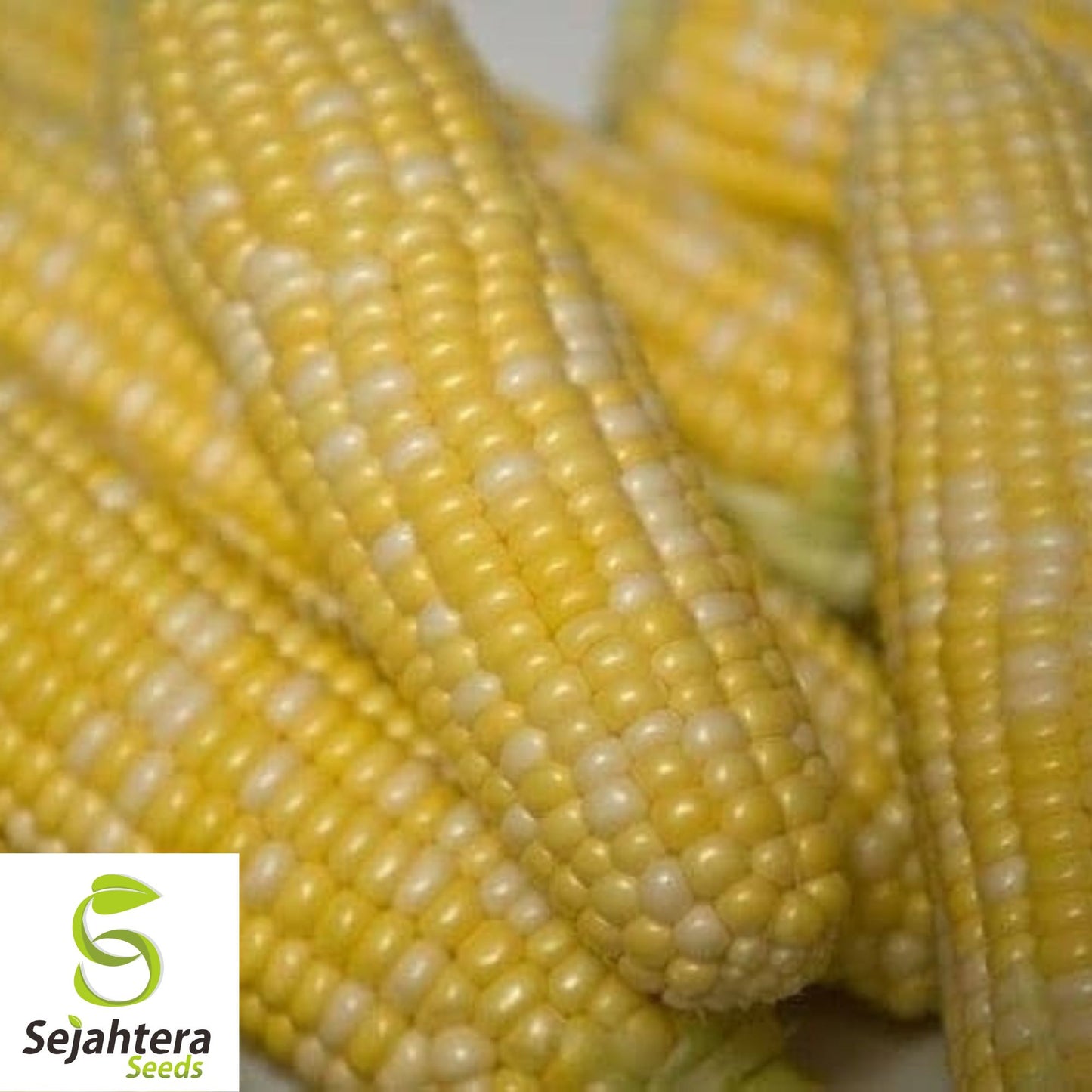Peaches and Cream Sweet Corn Seeds - 120+ Heirloom, Organic, Non-GMO & Fresh