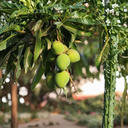 Keitt Yellow Mango Tree – Mangifera indica Grafted Live Tree | 14–18 Inches Tall | Late-Season Variety  Large Fiberless Fruit | Sweet & Tangy | Extended Harvest