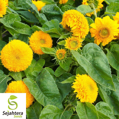 Sunflower Seeds Teddy Bear 50+ | Dwarf Sungold Annual Flower NON-GMO USA