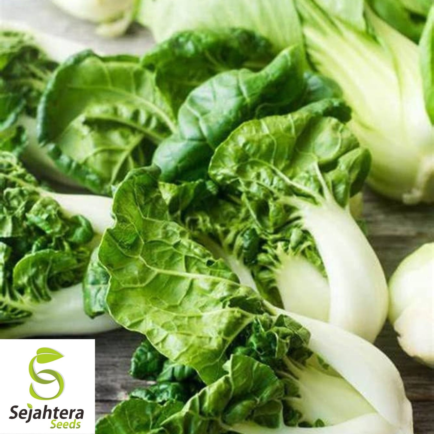 Pak Choi Dwarf White Stem Seeds - 1000+ Heirloom, Organic, Non-GMO & Fresh