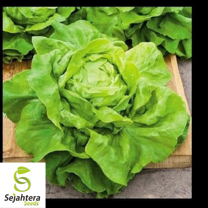 1000 Buttercrunch Lettuce Seeds - Non-GMO, Crisp & Sweet Butterhead Variety