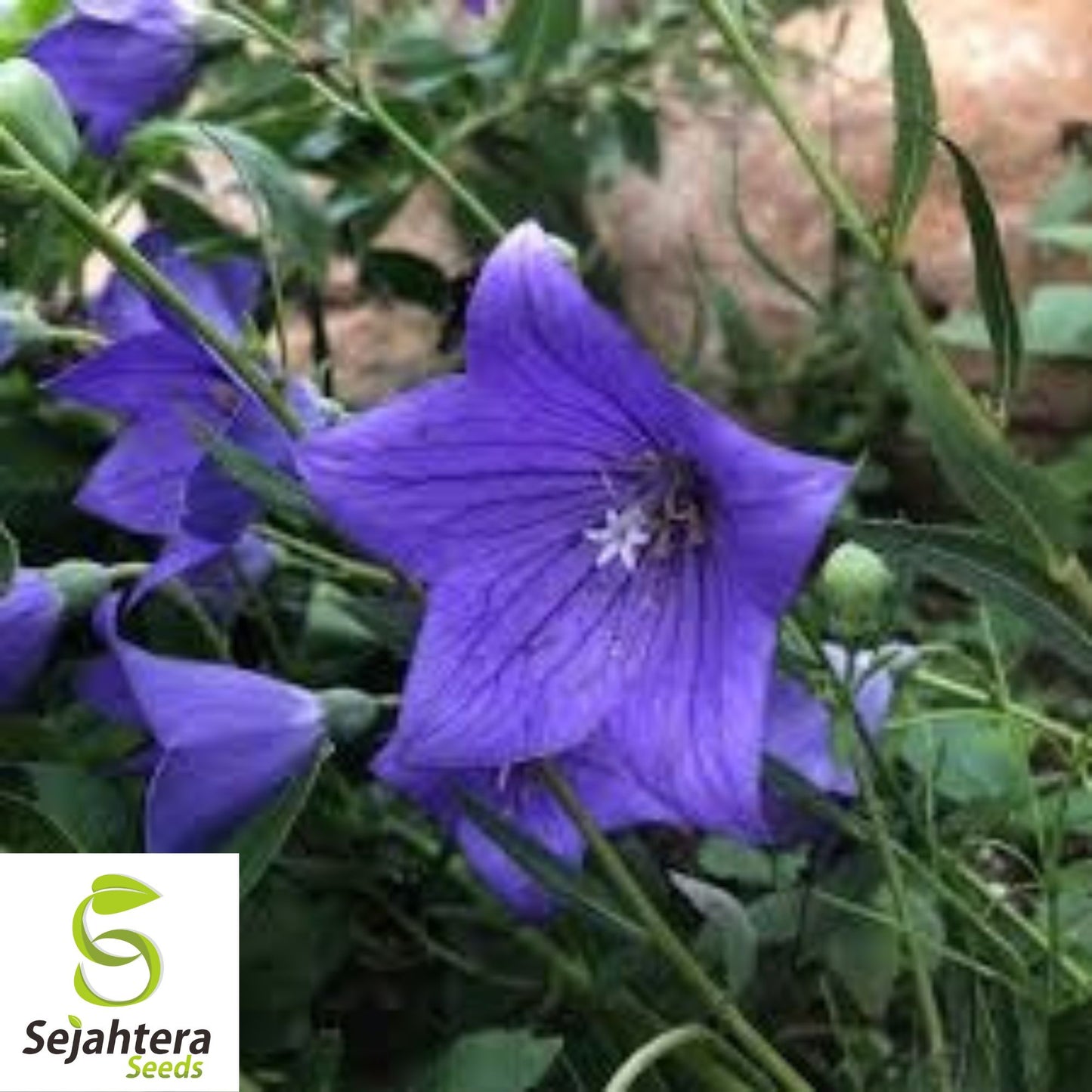 Balloon Flower Toraji Seeds {Platycodon grandiflorus} 50+ Seeds