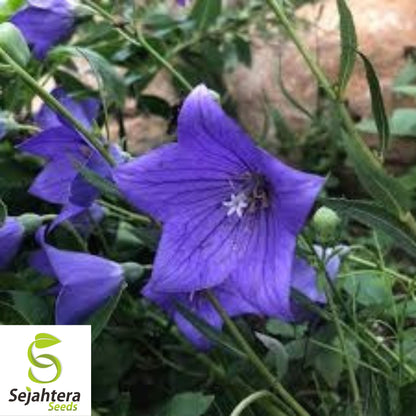 Balloon Flower Toraji Seeds {Platycodon grandiflorus} 50+ Seeds