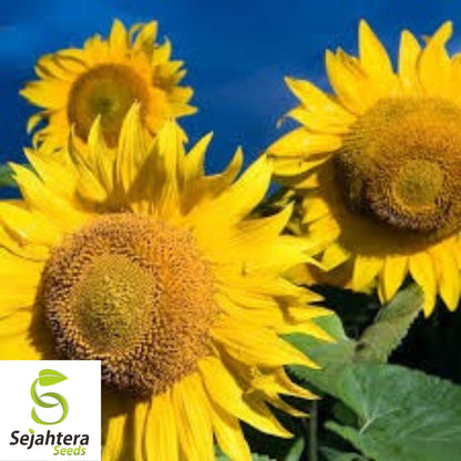 Black Oil Sunflower Seeds - 100+ Heirloom - Non-GMO - High Yield & Fresh