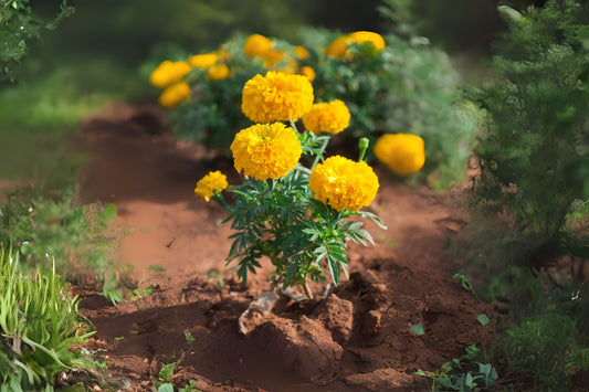 Marigold Plant 6in Pot Yellow Blooming Flower Tagetes - Vibrant Easy Care Annual for Gardens and Landscapes